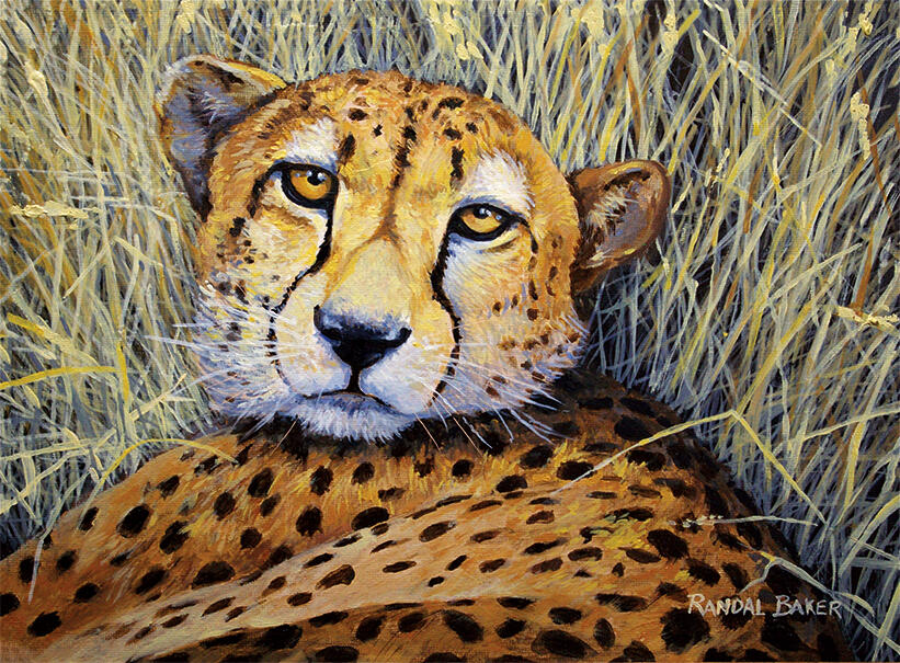 Cheetah